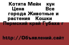 Котята Мейн - кун › Цена ­ 19 000 - Все города Животные и растения » Кошки   . Пермский край,Губаха г.